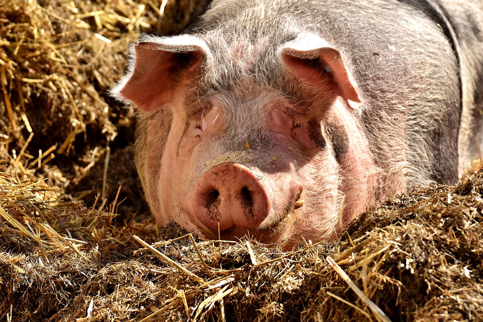 Bild: Schwein02 (Quelle: pixabay.com)