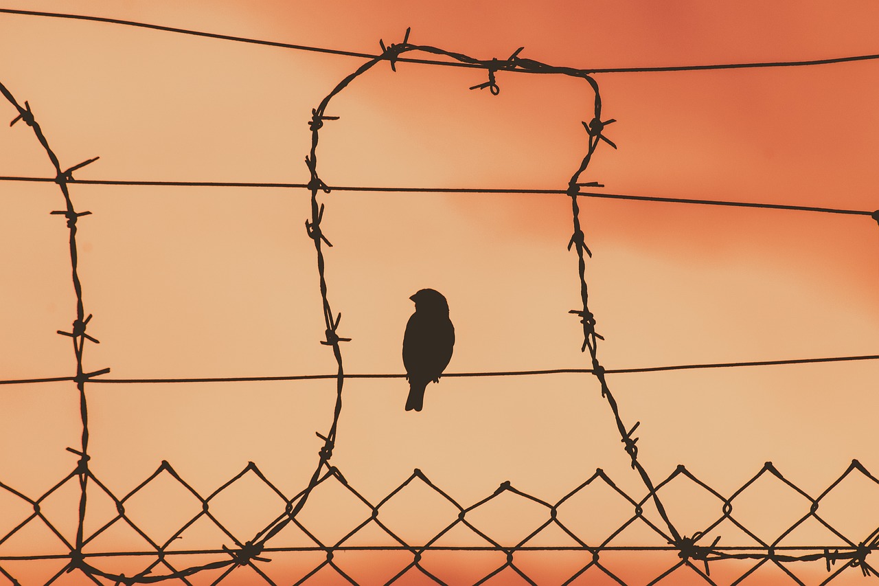 Bild: bird-on-a-wire-5243730_1280 (Quelle: pixabay.com)