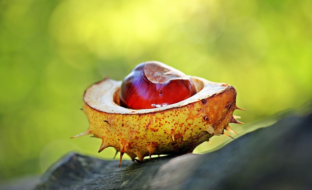 Bild: chestnut-1698730_640 (Quelle: pixabay.com)