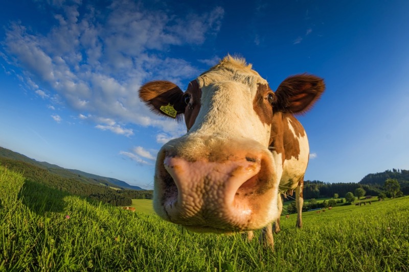 Bild: cow-3483980_1920 (Quelle: pixabay.com)