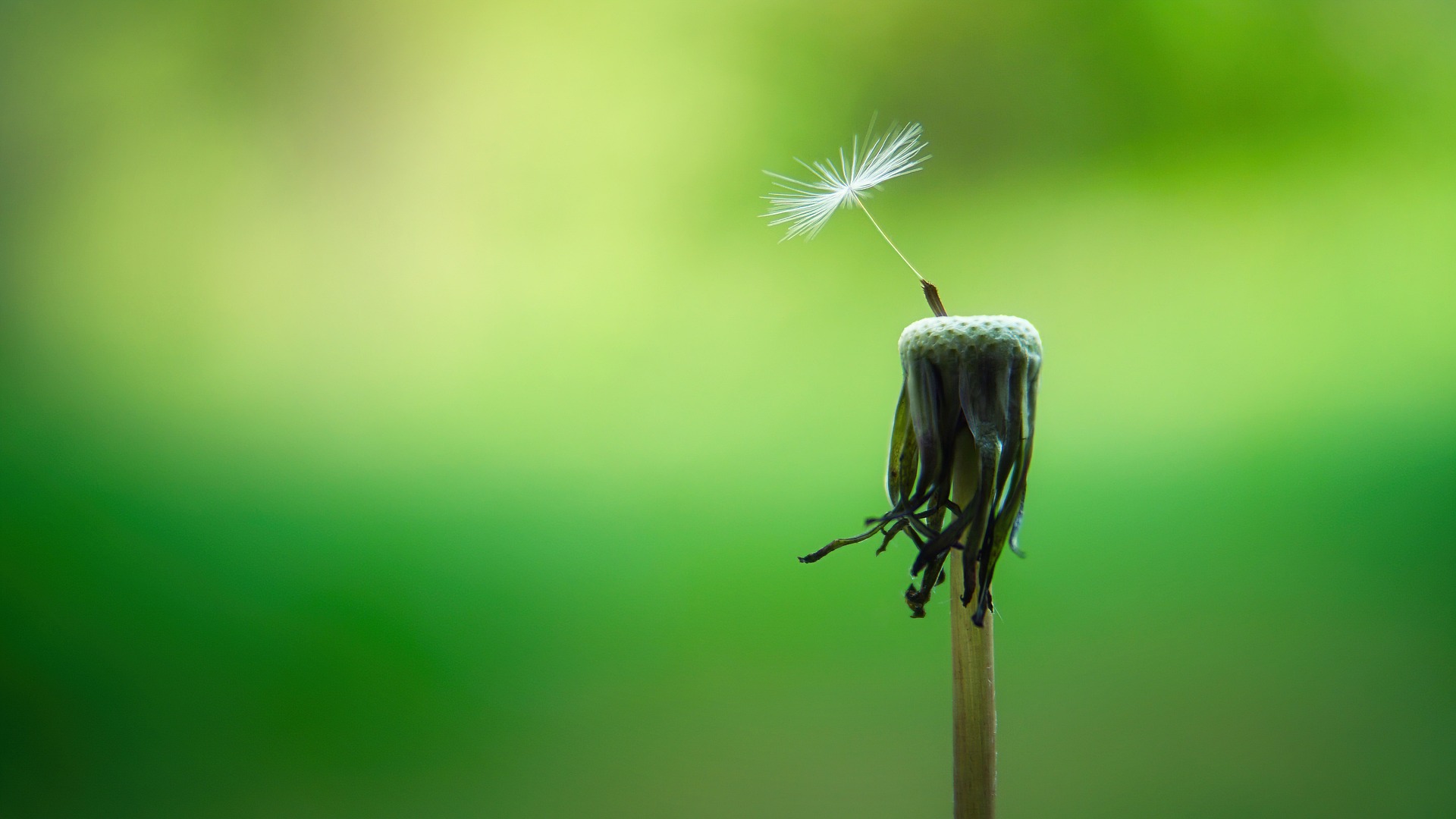 Bild: dandelion-5178095_1920 (Quelle: pixabay.com)