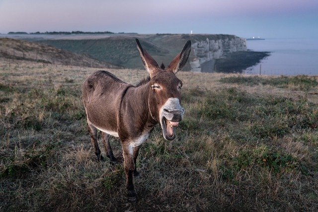 Bild: etretat-4506073_640 (Quelle: pixabay.com)