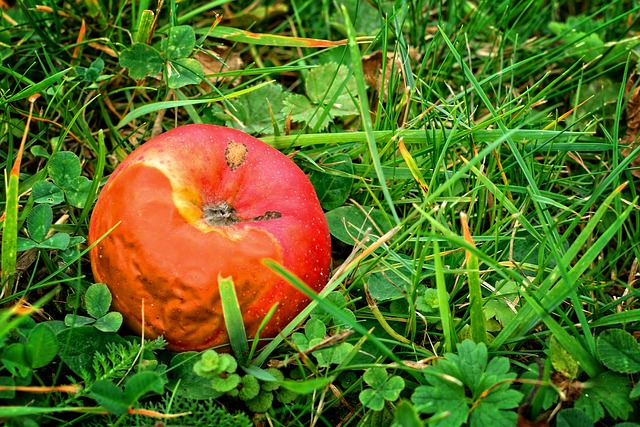 Bild: fruit-930300_640 (Quelle: pixabay.com)