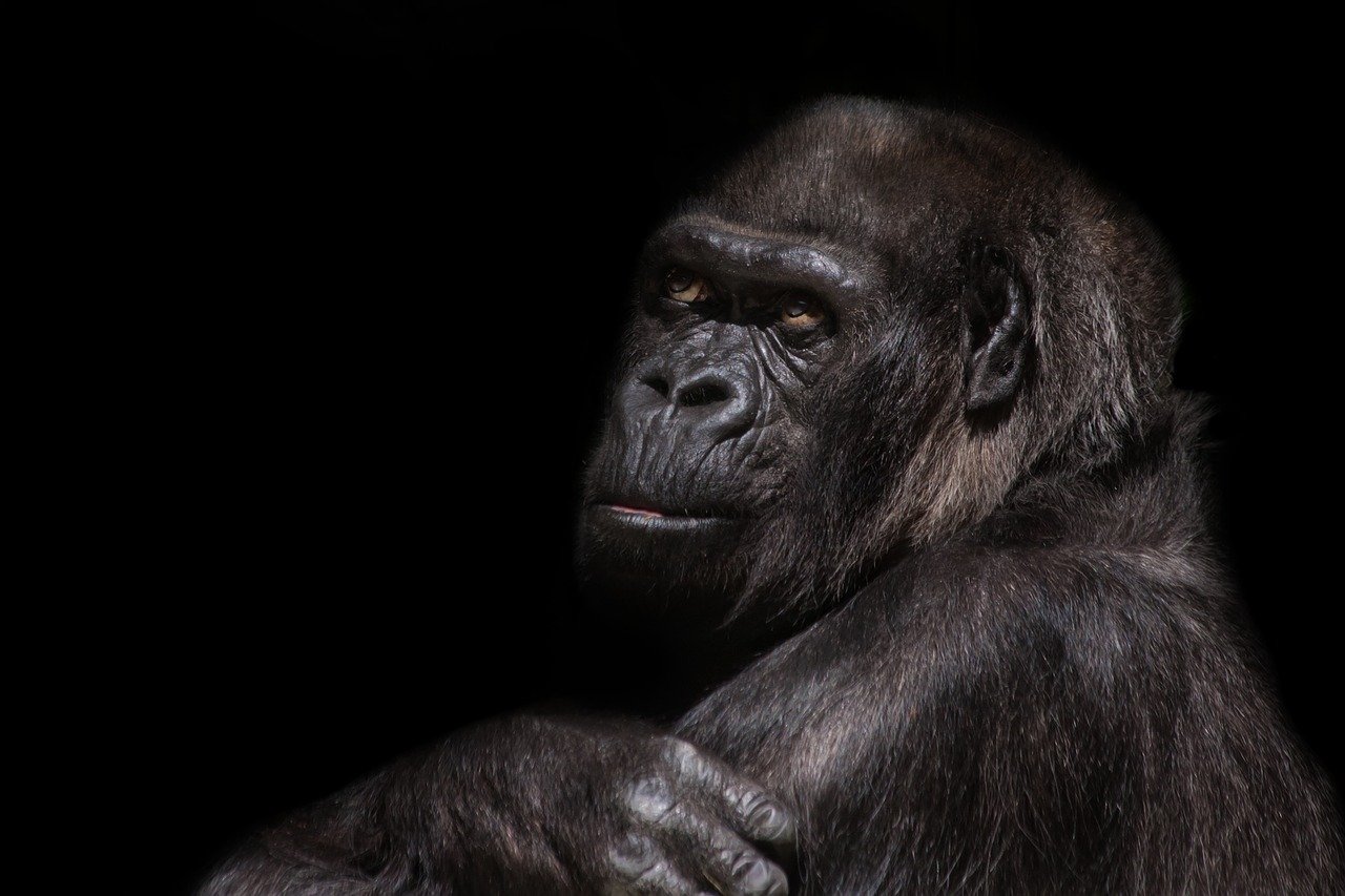 Bild: gorilla-845119_1280 (Quelle: pixabay.com)