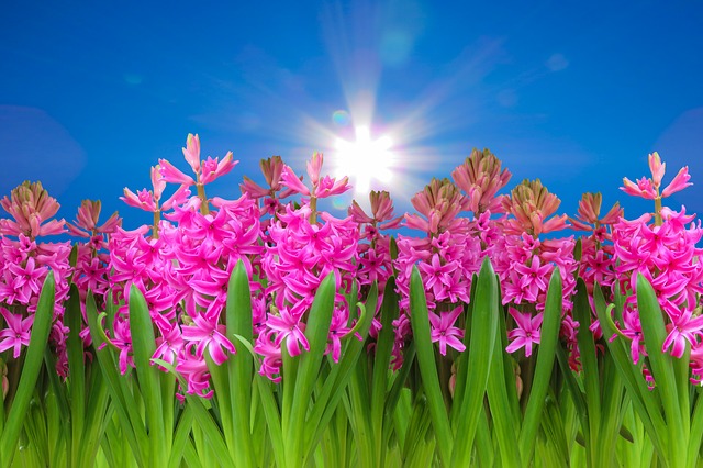 Bild: hyazinthe01 (Quelle: pixabay.com)