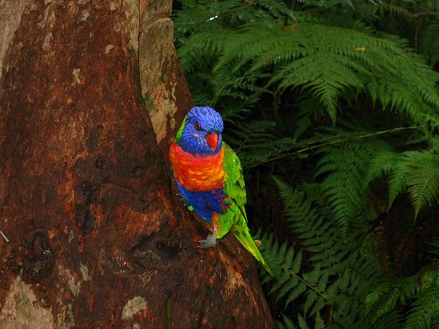 Bild: lorikeet-909681_640 (Quelle: pixabay.com)