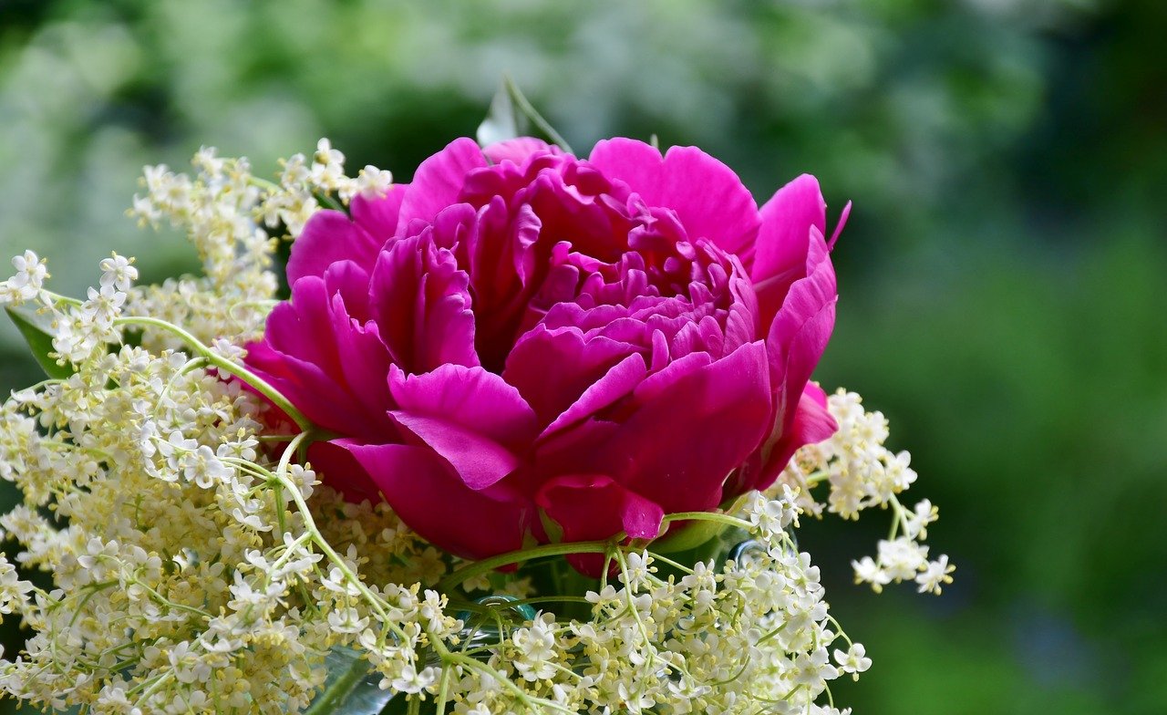 Bild: peony-3429734_1280 (Quelle: pixabay.com)