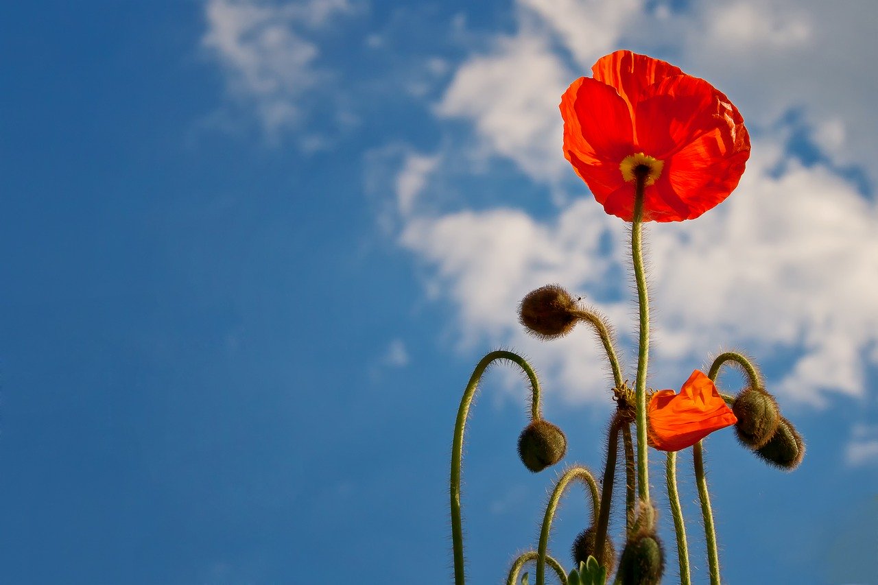 Bild: poppy-641423_1280 (Quelle: pixabay.com)