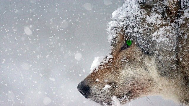 Bild: wolf-2043464_640 (Quelle: pixabay.com)