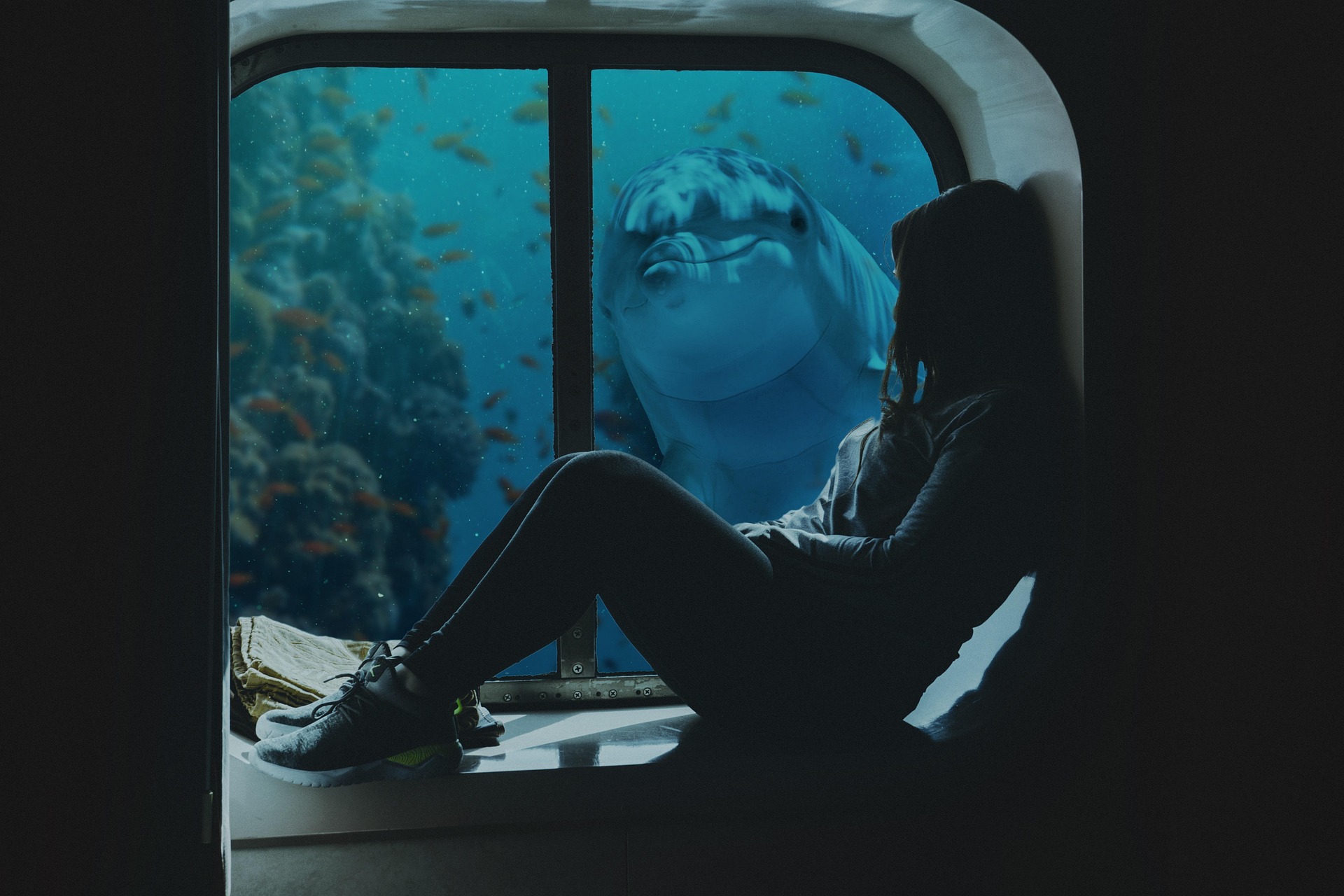 Bild: ameyabhavsar2000-dolphin-5596080_1920 (Quelle: pixabay.com)