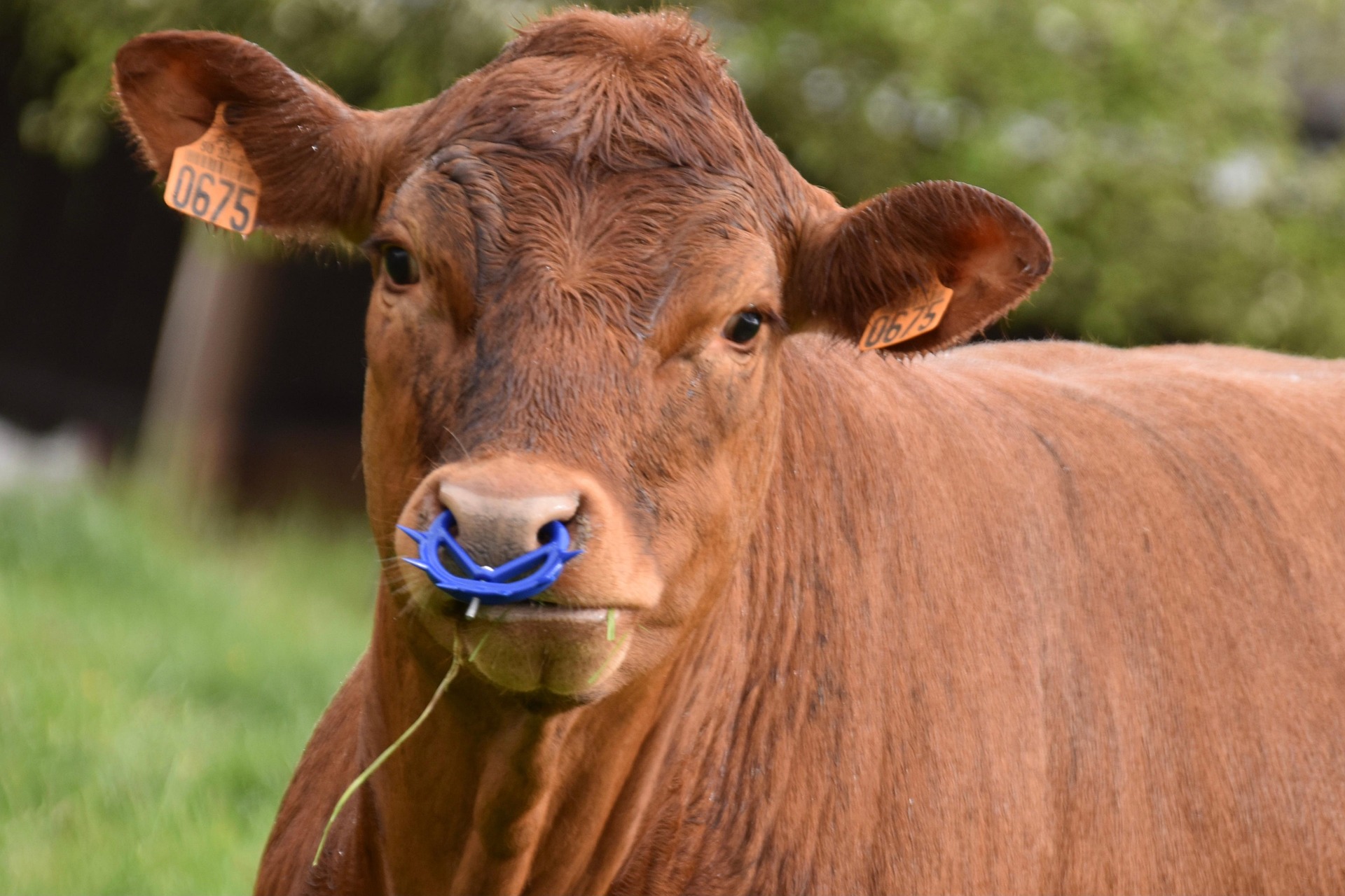 Bild: jaclou-dl-cow-6275265_1920 (Quelle: pixabay.com)