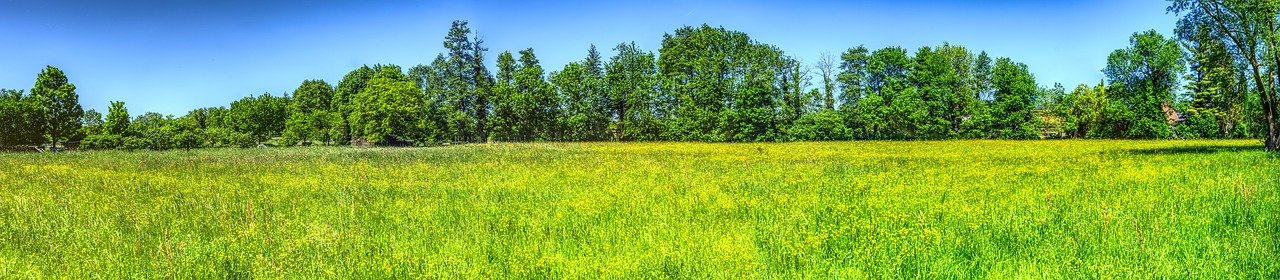 Bild: meadow-3383969_1280-1 (Quelle: pixabay.com)