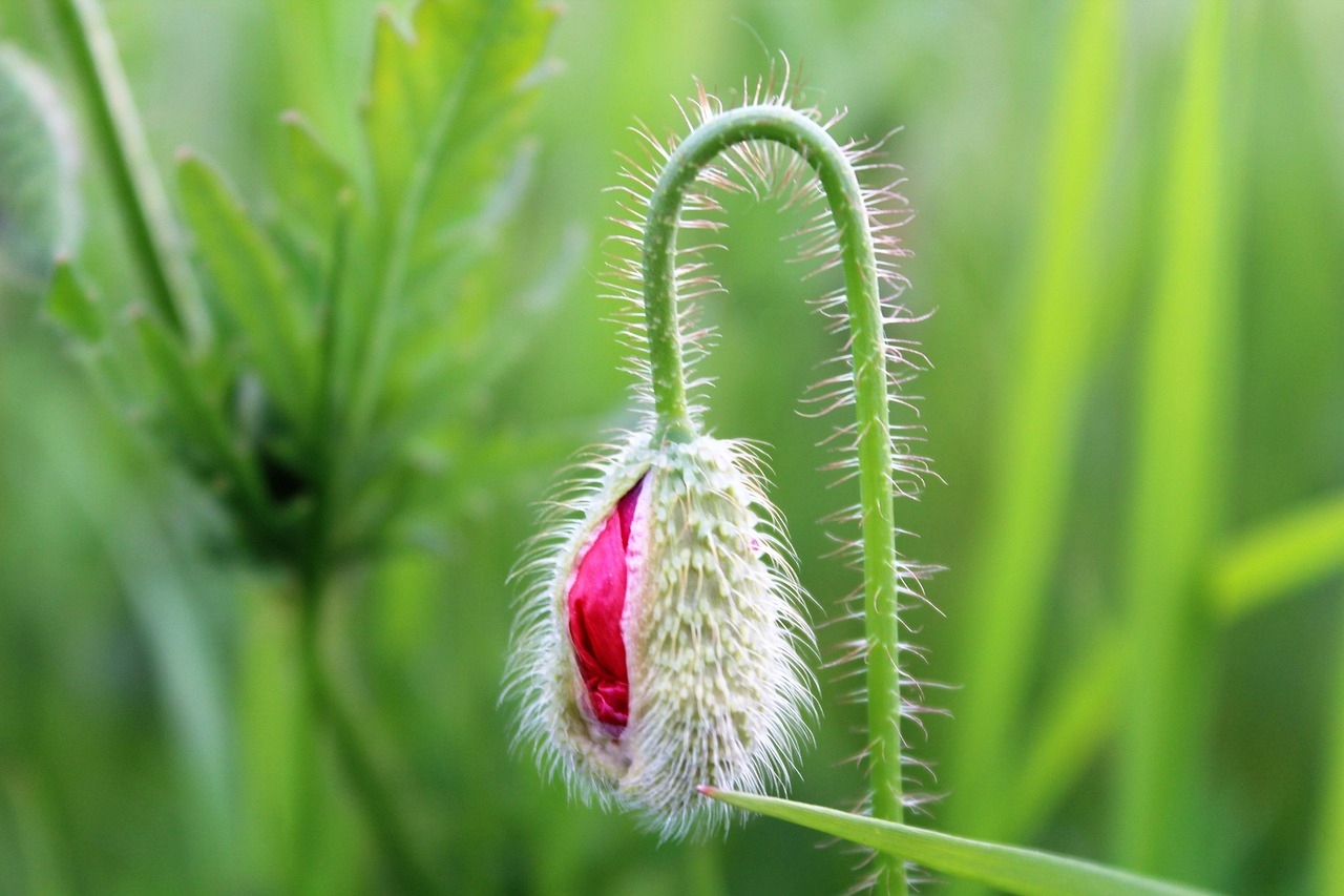 Bild: poppy-4257139_1280 (Quelle: pixabay.com)